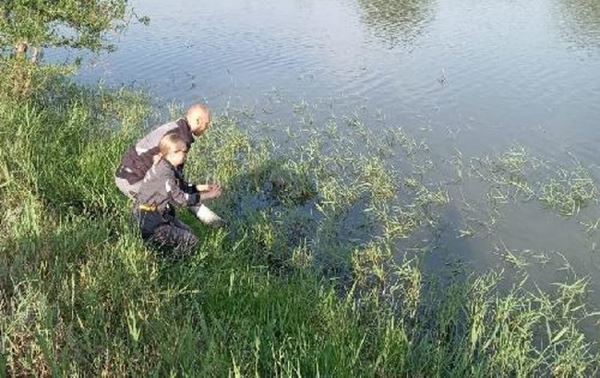 Русские осетра продолжают пополнять водоемы в Волгоградской области