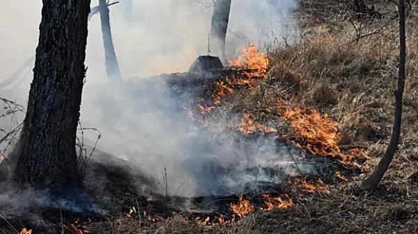 В Анталье природный пожар взяли под контроль