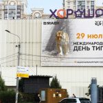 Центр «Амурский тигр» и МАЕР поздравляют с Международным днем тигра