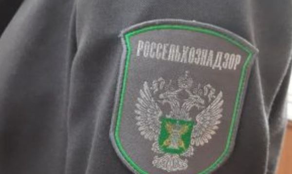Саратовская область открывает экспорт куриного яйца в Кувейт