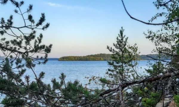 Судак стал самой успешной рыбы при вселении в карельские озера