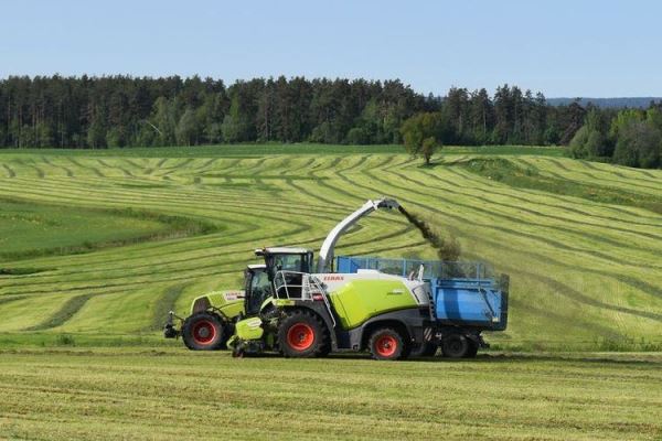 Средняя урожайность 2025 многолетних кормовых трав в Ленобласти выше к прошлому году