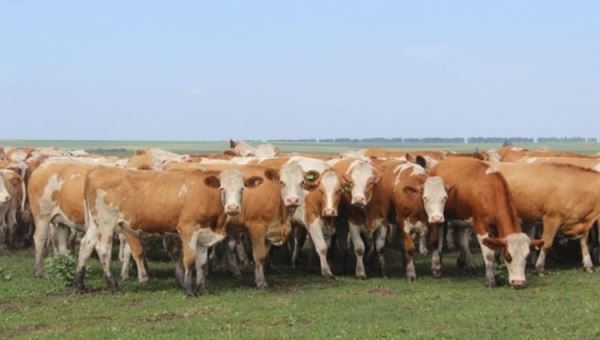 Развитие симментальской породы КРС набирает обороты в Алтайском крае